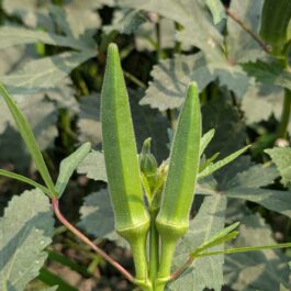 হাইব্রিড ঢেঁড়স (জাতের নাম: আলোড়ন )