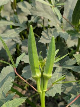 হাইব্রিড ঢেঁড়স (জাতের নাম: আলোড়ন )