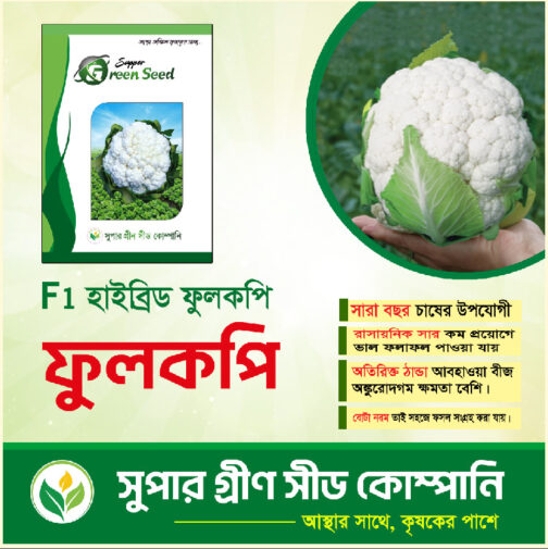 F1 হাইব্রিড ফুলকপি টপ হোয়াইট - Image 2
