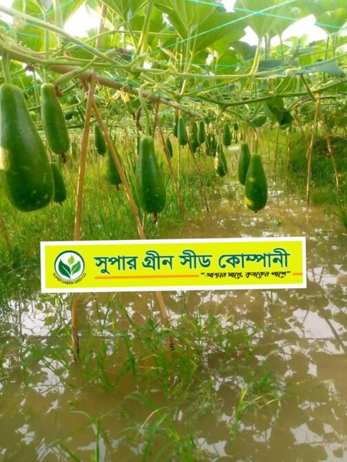 F1 হাইব্রিড লাউ :  ইরি - Image 3