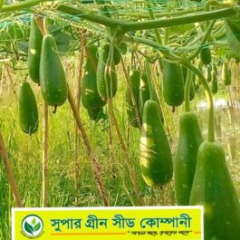 F1 হাইব্রিড লাউ :  ইরি