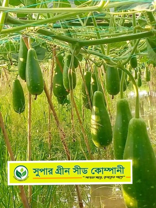 F1 হাইব্রিড লাউ :  ইরি - Image 2