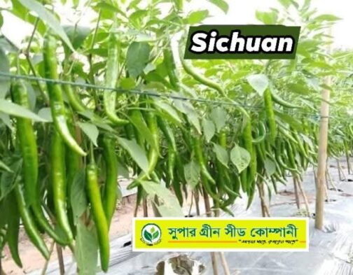 F1 হাইব্রিড মরিচ  :  সিচুয়ান 🌶️ - Image 4