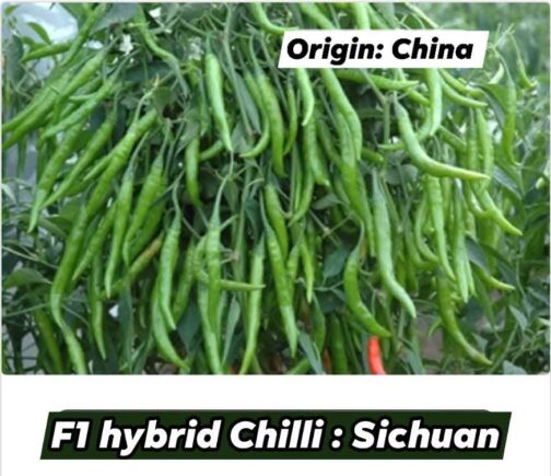 F1 হাইব্রিড মরিচ  :  সিচুয়ান 🌶️ - Image 3