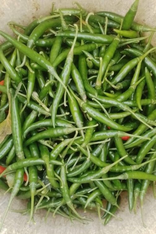 F1 হাইব্রিড মরিচ  :  সিচুয়ান 🌶️ - Image 5