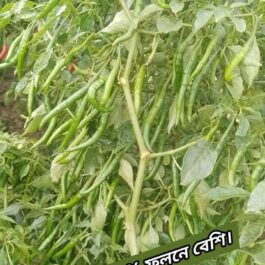 F1 হাইব্রিড মরিচ  :  সিচুয়ান 🌶️