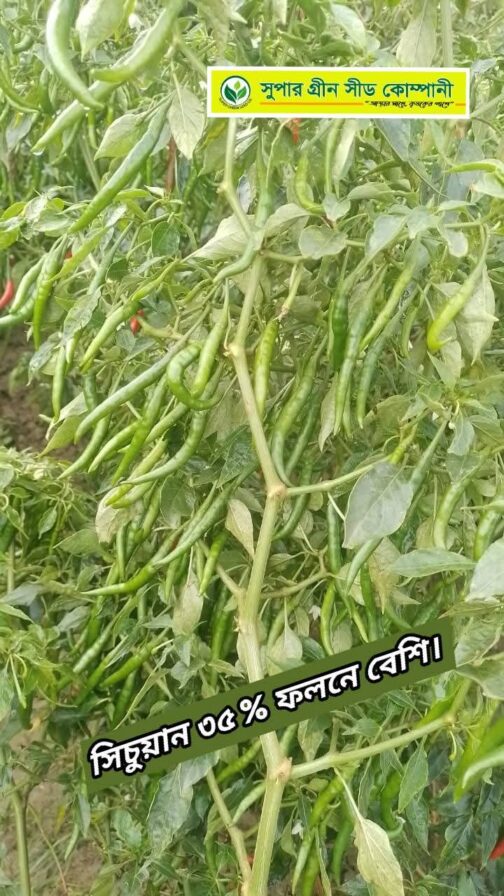 F1 হাইব্রিড মরিচ  :  সিচুয়ান 🌶️ - Image 2