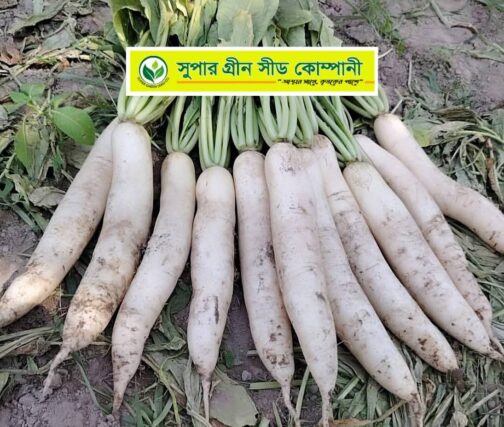 F1 হাইব্রিড মূলা : সুপার হোয়াইট - Image 4