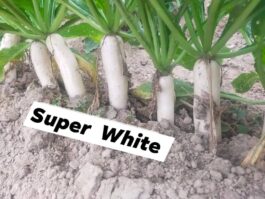 F1 হাইব্রিড মূলা : সুপার হোয়াইট