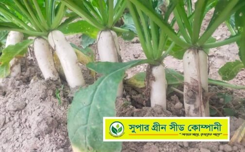 F1 হাইব্রিড মূলা : সুপার হোয়াইট - Image 3