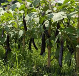 F1 হাইব্রিড বেগুন : পার্পল ব্ল্যাক